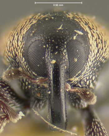 Media type: image;   Entomology 5421 Aspect: head frontal view